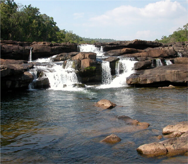 カンボジア 中央カルダモン保護林の画像
